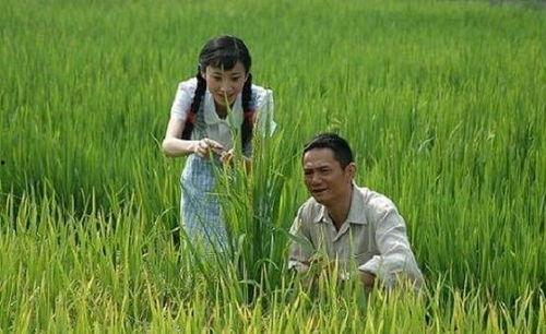 杂交水稻爆料视频完整版,完整版视频深度解析  第1张