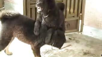 电影狗咬狗在线观看,生死较量，人性边缘的残酷演绎  第1张